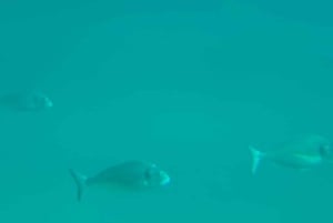 Zadar: Yellow Semi-Submarine Underwater Exploration Tour