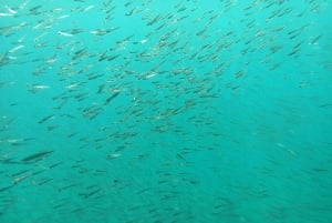 Zadar: Yellow Semi-Submarine Underwater Exploration Tour