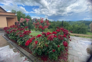 Zagreb: Dagsutflykt med vinprovning i Hrastje Plešivičko