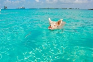 Bay of Pigs