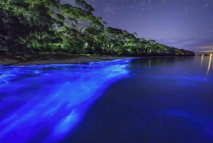 Excursión Bioluminiscencia - Bocas del Toro