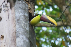 Observación de aves en el Parque Nacional Juan Castro Blanco