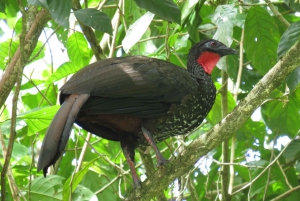 Observación de aves en el Parque Nacional Juan Castro Blanco