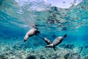 Parque Marino de Cabo Pulmo: Excursión de Buceo