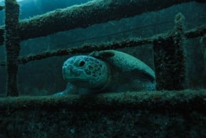 Parque Marino de Cabo Pulmo: Excursión de Buceo