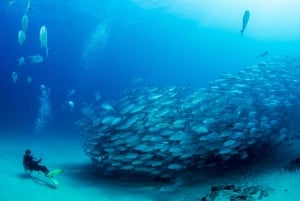 Cabo Pulmo Marine Park: Scuba Diving Excursion