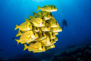 Parque Marino de Cabo Pulmo: Excursión de Buceo