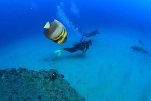 Parque Marino de Cabo Pulmo: Excursión de Buceo