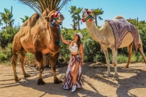Cabo San Lucas: Camel Ride & Off-Road UTV Combo Adventure
