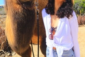 Cabo San Lucas: Camel Ride & Off-Road UTV Combo Adventure