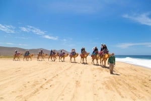 Cabo San Lucas: Combo de paseo en camello y aventura en UTV todoterreno