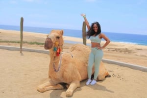 Cabo San Lucas: Combo de paseo en camello y aventura en UTV todoterreno