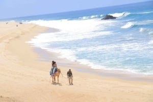 Cabo San Lucas: Combo de paseo en camello y aventura en UTV todoterreno