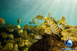 Cabo San Lucas Private and Shared Snorkeling Tour