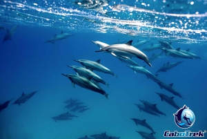 Cabo San Lucas Private and Shared Snorkeling Tour