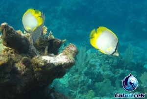 Cabo San Lucas Private and Shared Snorkeling Tour