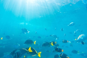 Cabo San Lucas: Private Catamaran Tour with Snorkeling