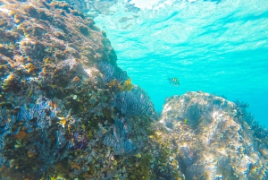 Cabo San Lucas: Private Catamaran Tour with Snorkeling