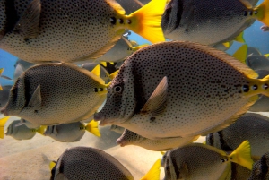 Cabo San Lucas: Snorkel, Paddle-board, and/or Kayak Tour