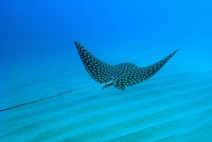Cabo San Lucas: Snorkel, Paddle-board, and/or Kayak Tour