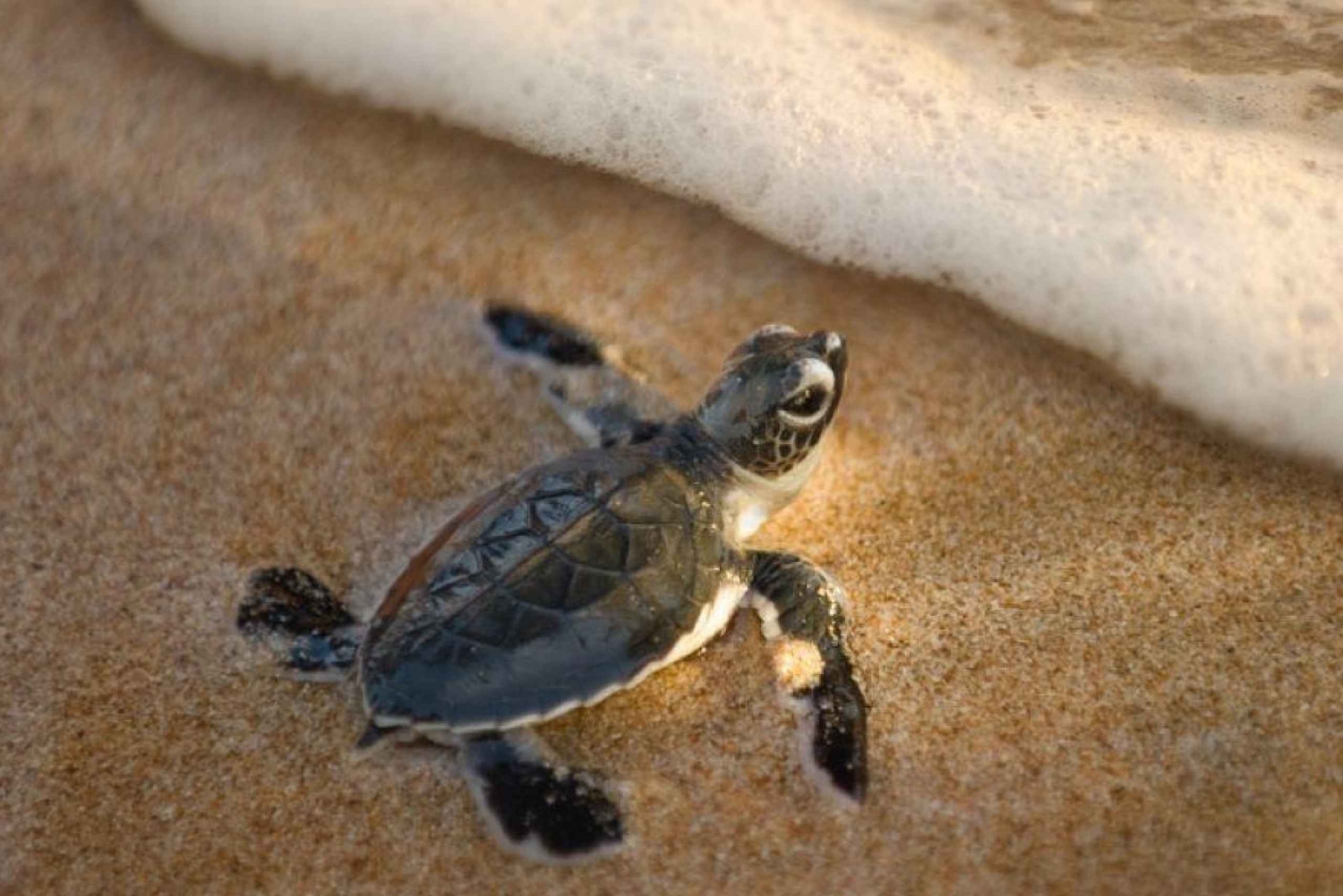 Cabo San Lucas: Turtle Release Adventure