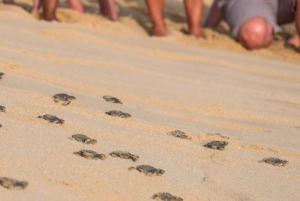 Cabo San Lucas: Turtle Release Adventure