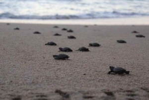 Cabo San Lucas: Turtle Release Adventure