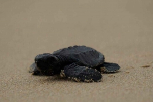 Cabo San Lucas: Aventura de Liberación de Tortugas