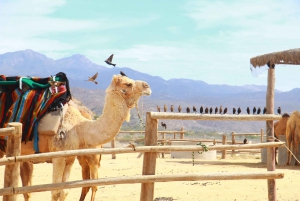 Combo de paseo en camello y UTV extremo con cata de tequila