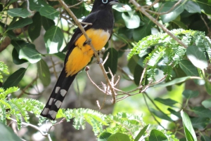 Cancún: Guided Birdwatching Hike