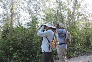 Cancún: Guided Birdwatching Hike