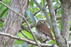 Cancún: Guided Birdwatching Hike