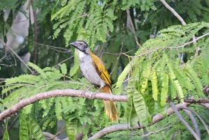 Cancún: Guided Birdwatching Hike