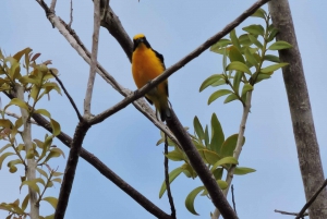 Cancún: Excursión guiada de observación de aves