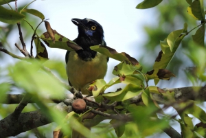 Cancún: Excursión guiada de observación de aves