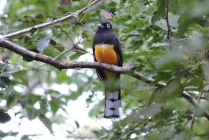 Cancún: Guided Birdwatching Hike