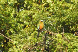 Cancún: Guided Birdwatching Hike