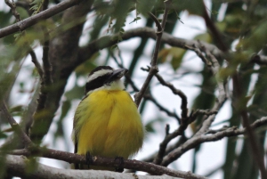 Cancún: Excursión guiada de observación de aves