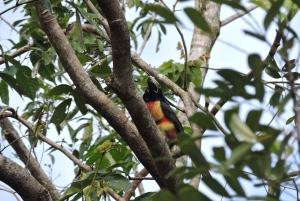 Cancún: Guided Birdwatching Hike