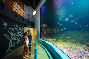 Cancún: Interactive Aquarium Entrance + Dolphin presentation