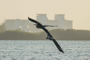 Cancún: aventura en kayak por la mañana