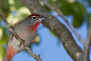 Cancun: Private Birdwatching Tour