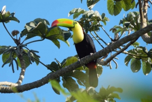 Cancún: Excursión Privada de Observación de Aves