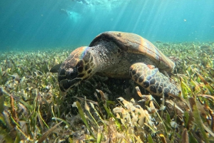 Cancun: Snorkeling Boat Tour with Gear