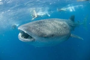 Cancún: Nada con tiburones ballena