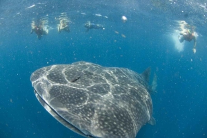Cancún: baño con tiburones ballena