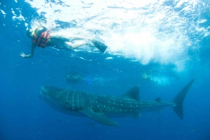 Cancún: baño con tiburones ballena