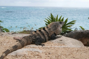 Cancún: Excursión Arqueológica y de Naturaleza por Tulum, Cobá y Cenotes