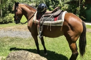 Carabalí Rainforest Park: Rainforest Horseback Riding Tour