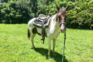 Carabalí Rainforest Park: Rainforest Horseback Riding Tour